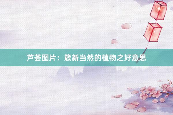 芦荟图片:簇新当然的植物之好意思